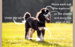 Phantom Poodle Markings