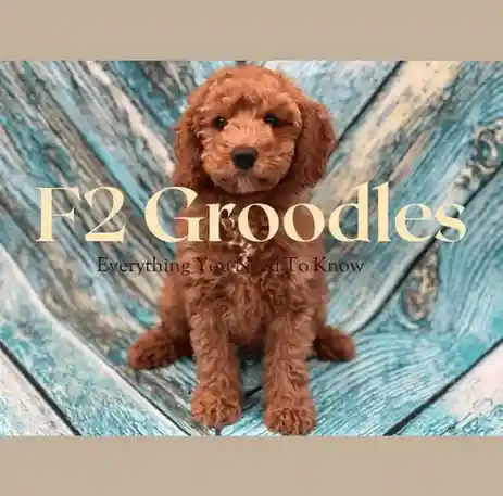 F2 Groodles