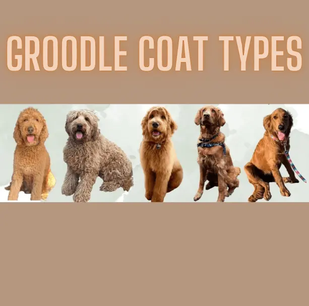 Groodle Coat Types