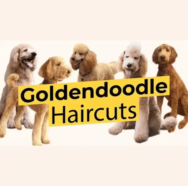 Groodle Haircuts