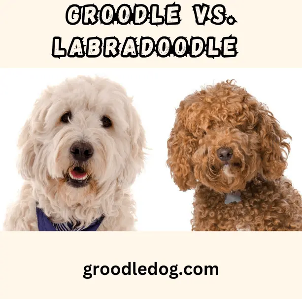 Groodle vs. Labradoodle