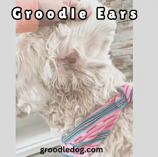 Groodle Ears