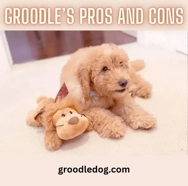 Groodle's Pros and Cons