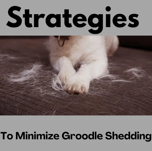 Strategies to Minimize Groodle Shedding