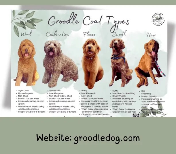 Groodle Coat Types