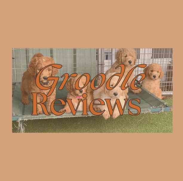 Groodle Reviews