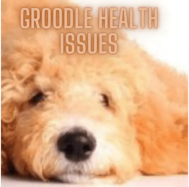 Groodle Health Issues