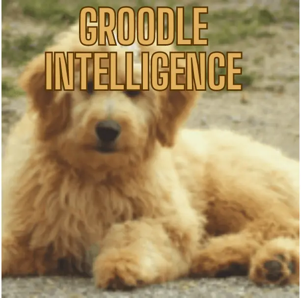 Groodle Intelligence