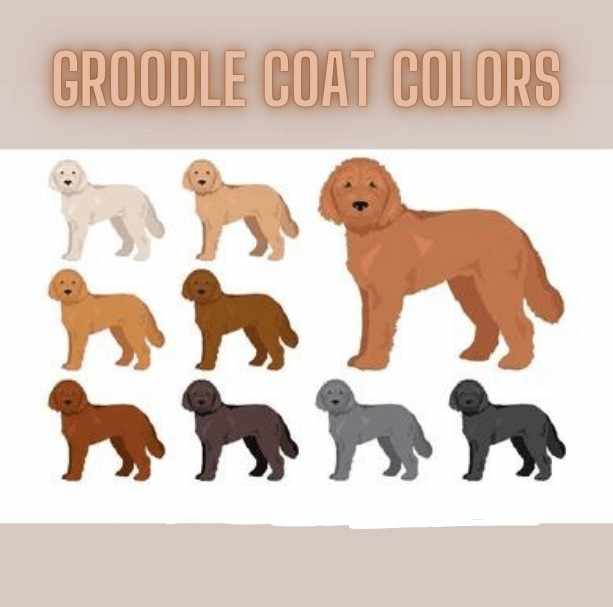 Groodle Coat Colors