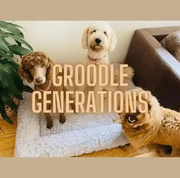 Groodle Generations