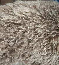 Curly Coat