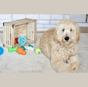 Best Dog Toys for Groodles