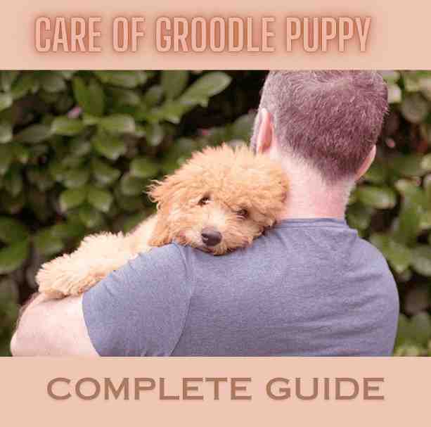 Care of Groodle Puppy