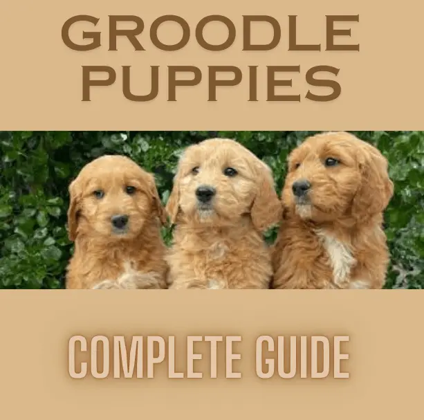 Groodle Puppies