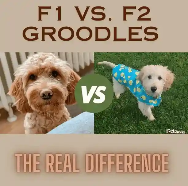 F1 VS. F2 Groodles