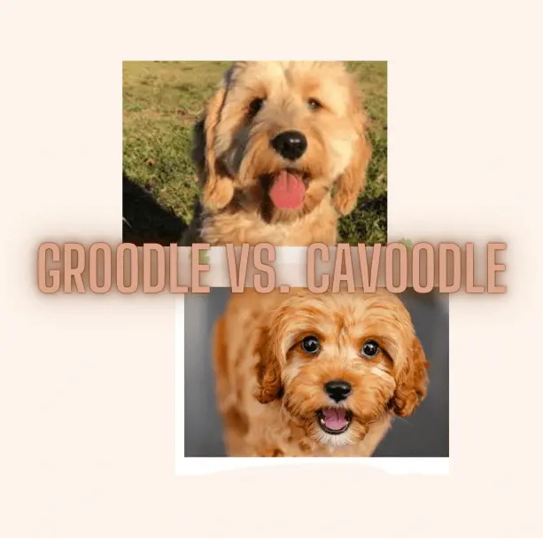 Groodle Vs. Cavoodle