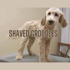 Shaved Groodles