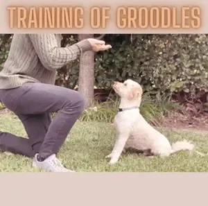 Training of Groodles