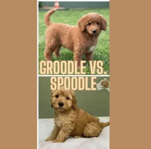 Groodle VS. Spoodle