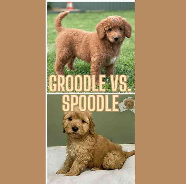 Groodle VS. Spoodle