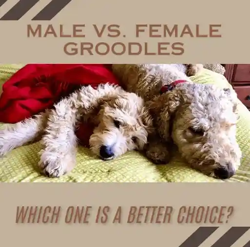 Male Vs. Female Groodles