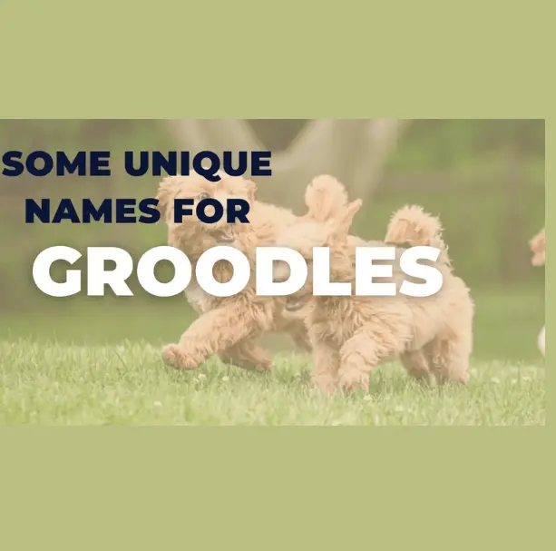 Unique Names for Groodle Dogs